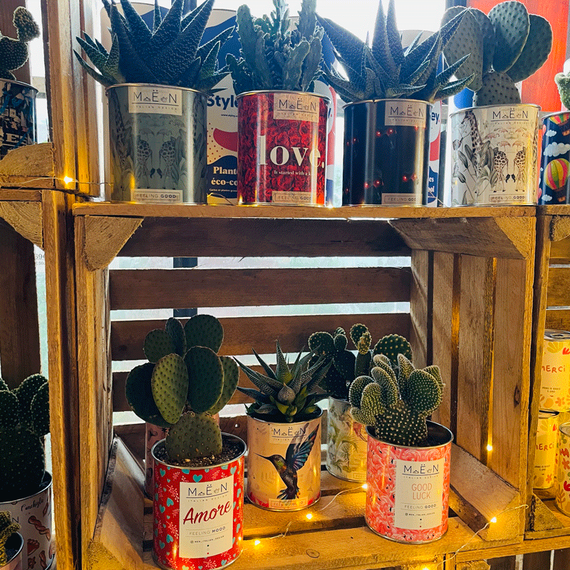 Cactus décoratifs Kerbomat paysagiste créateur conseil à Belz Ria d'Etel